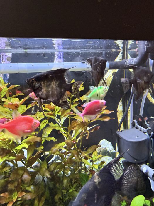 Продам рыбок Скалярии