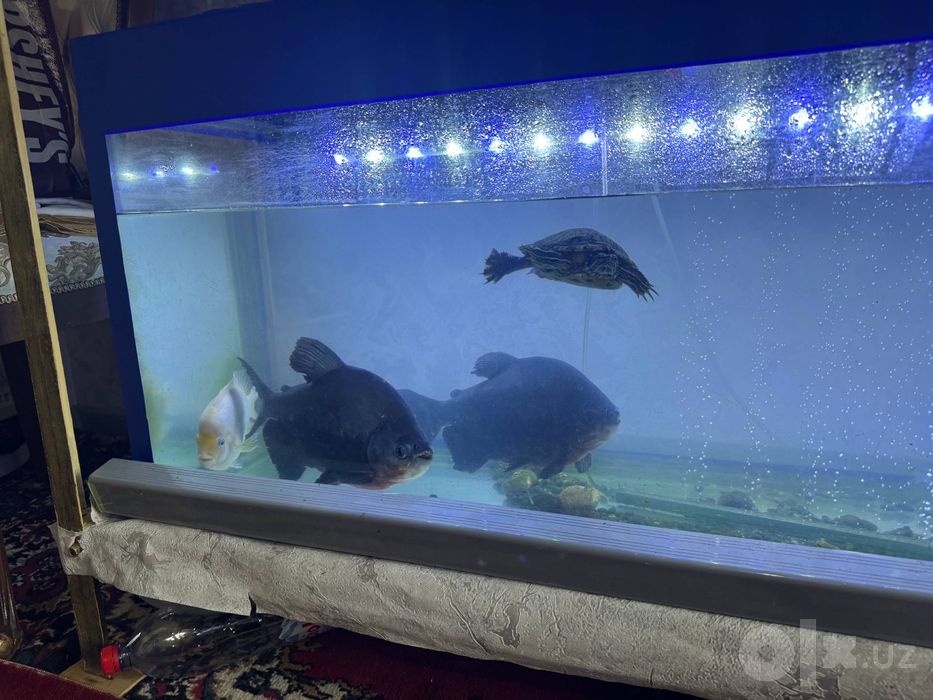 Piraniya Baliqi Sotiladi 4 Tasini 120$ Bervoramiz