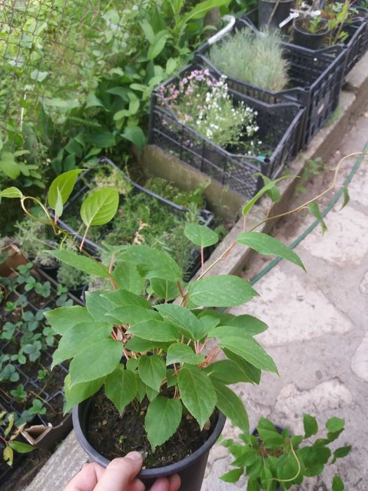 Киви Actinidia arguta Issai - МИНИ КИВИ