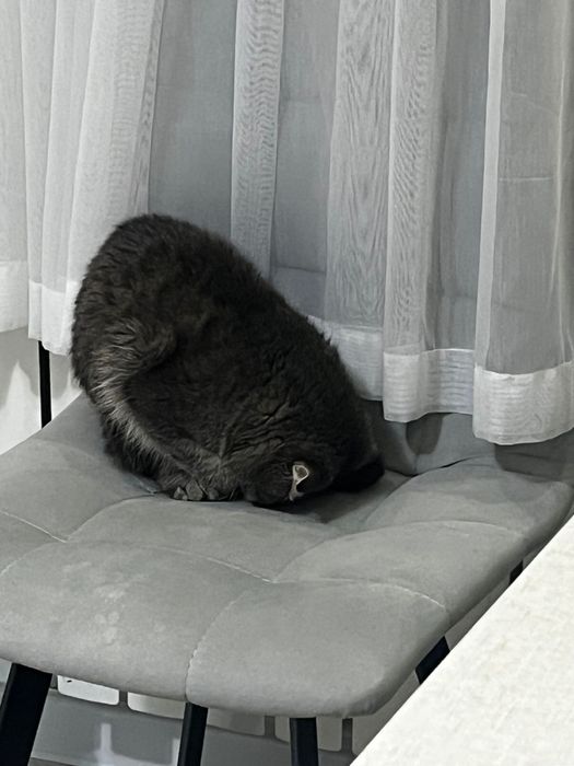 За 30т можно договариваться  Пародистами шотландских