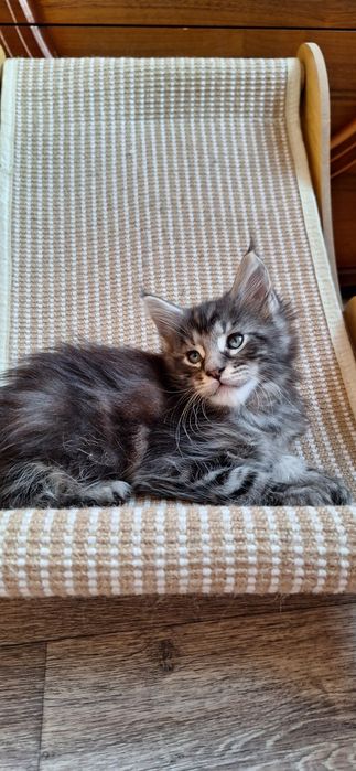 Котята  мейн-кун