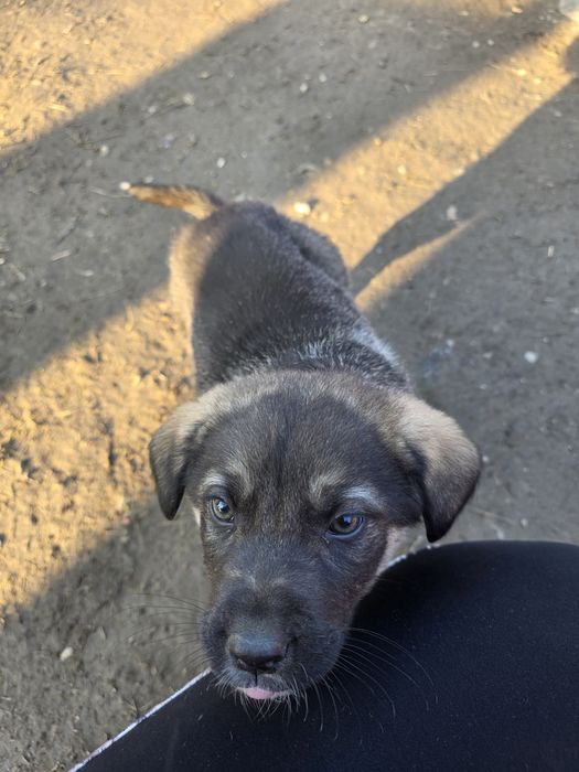 Catei pentru adoptie