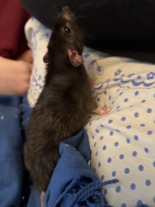 Даю крысу на размножение (Самец)