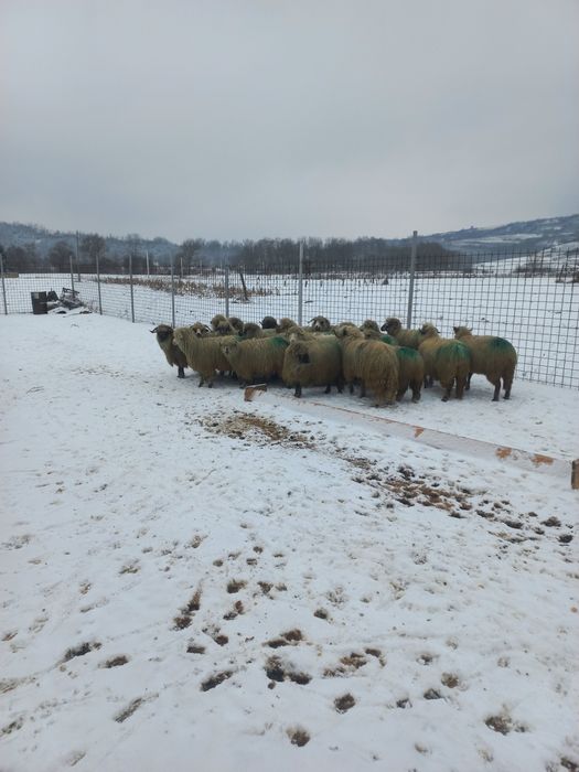 Oi îngrijite de vânzare