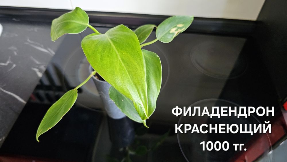 Комнатные растения