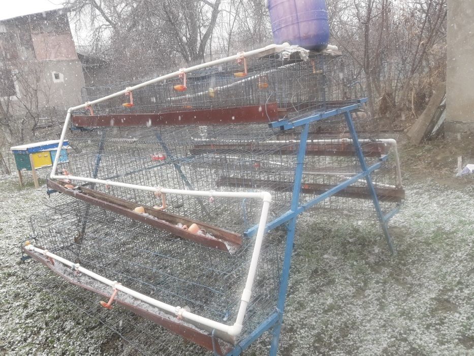 Tugadigan tovuqlar uchun kletka katak