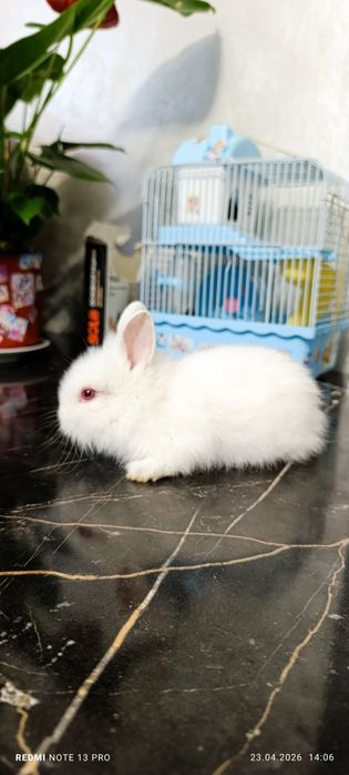 Декоративные кролики