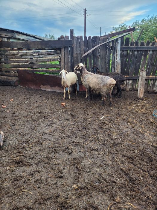 Продам жирного барана