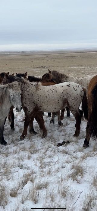 Жеребчик (Шубар)