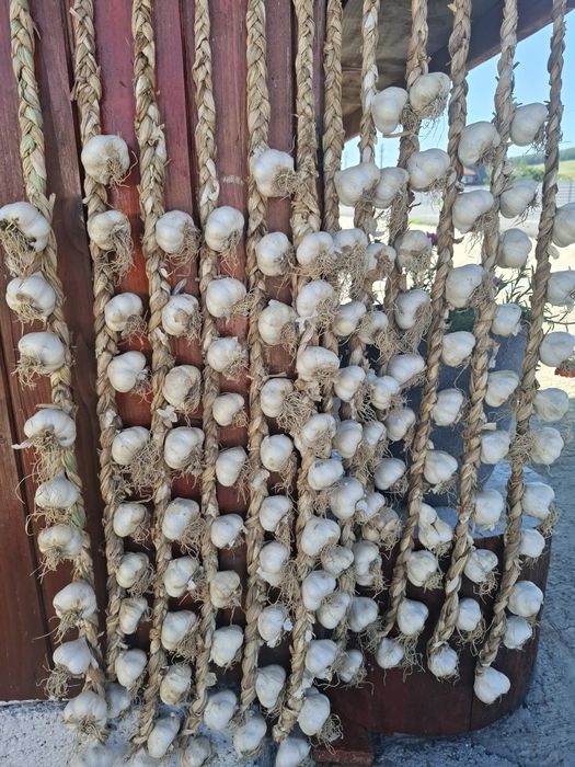 Usturoi Roșu și Alb