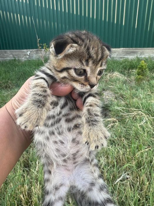 Продам котят полукровки