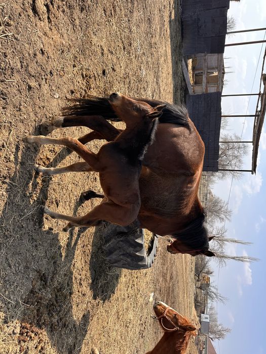 Жылкы бие сауын бие