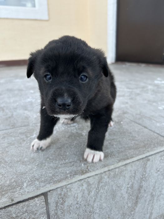 Щенок бесплатно