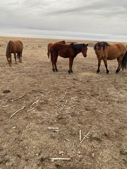 Жабағы сатылады.