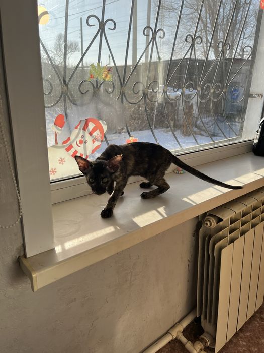 Продам ориентальную кошечку