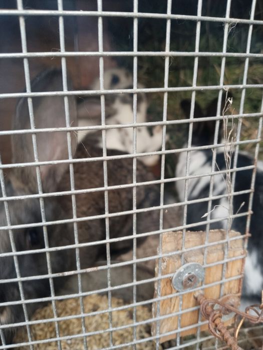 Продам кроликов пестрый