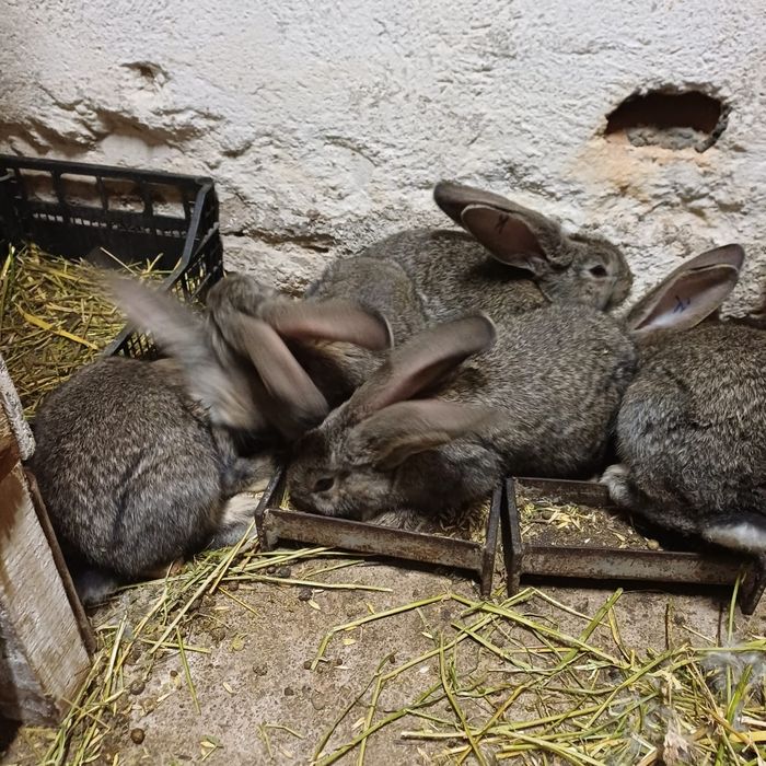 Iepuri Uriaș German