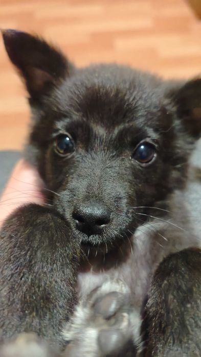 Щенок девочка в добрые руки