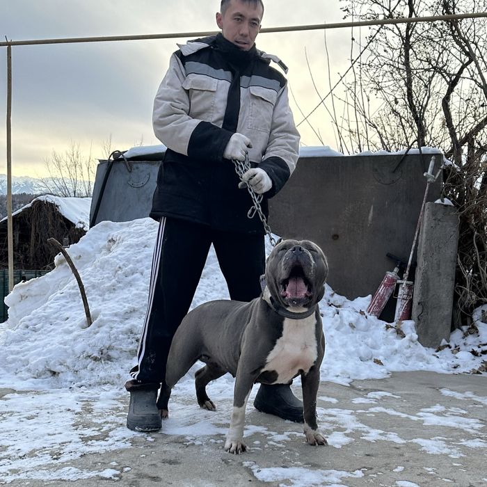 Питбуль тяж сука срочно
