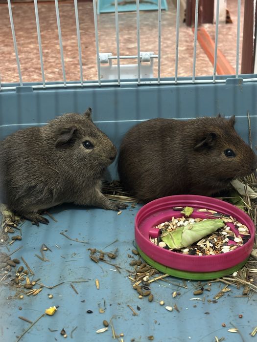 мороские свинки  двое одтам с клеткой