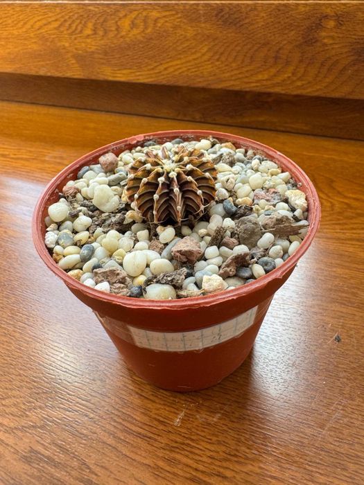 Продам кактус Gymnocalycium friedrichii LB 178