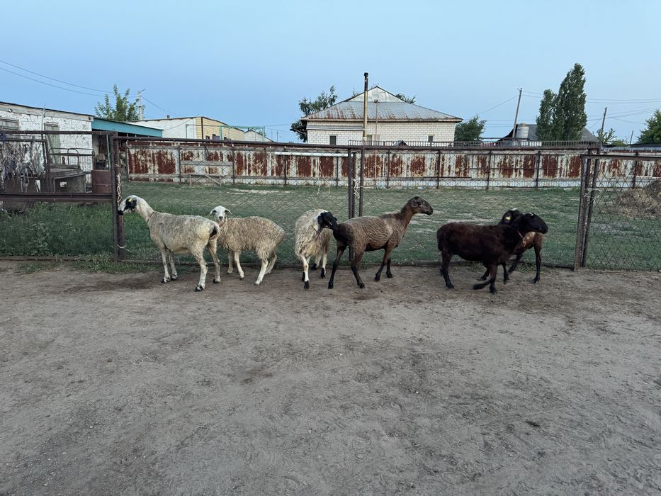 Продам жирных баран