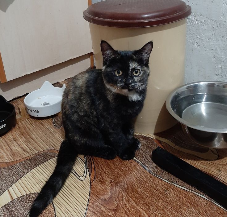 Шикарная кошечка в добрые руки