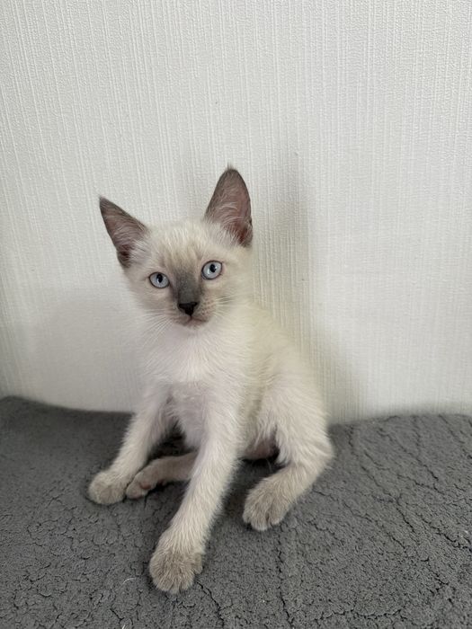 Ласковые и добрые котята