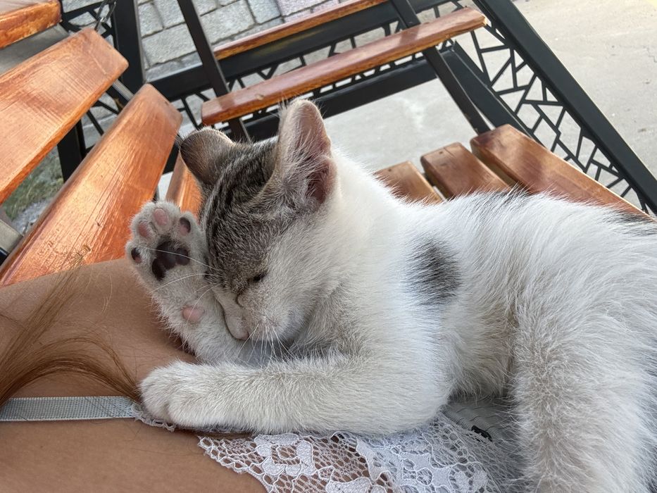 Котенок маленький