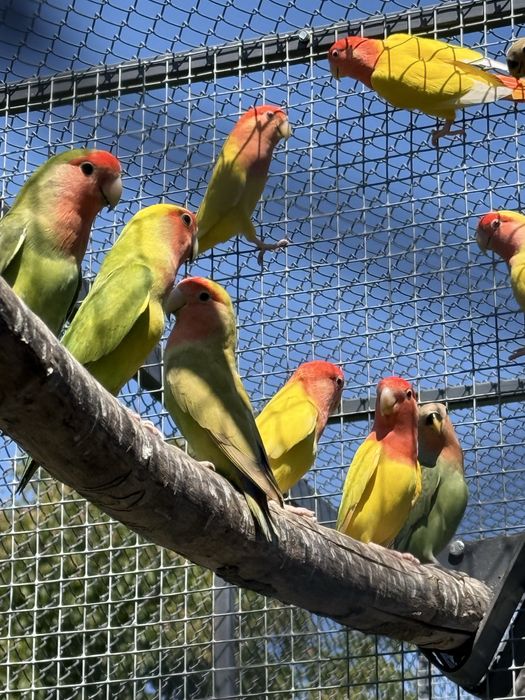 Papagali agapornis pui si adulti amorezi agaponis