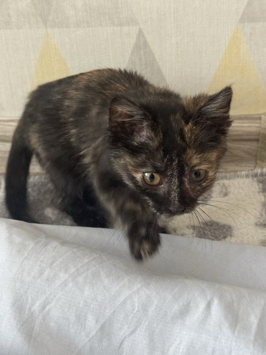 Отдаю котенка в добрые руки!