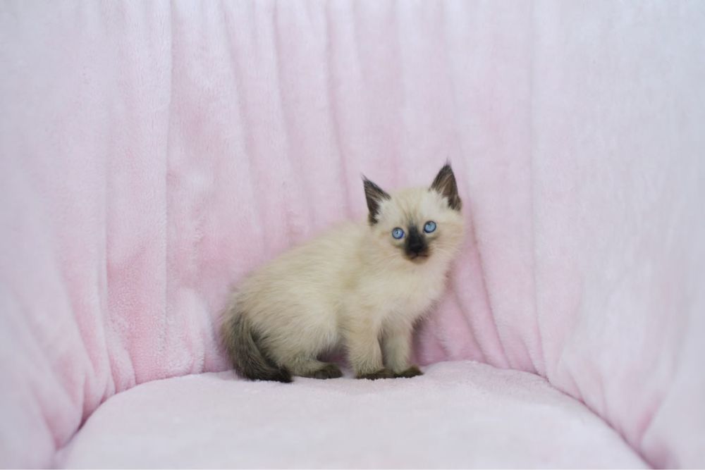 Сиамские котята мальчики
