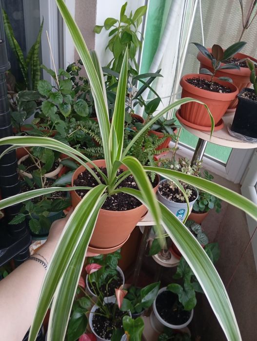 Продам растения цветы