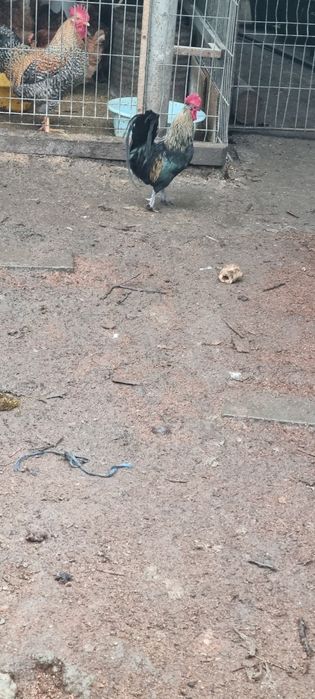 Vând cocoșei pitici