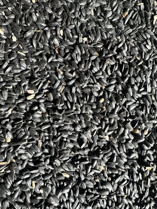 Продам подсолнечник Масло 52 %