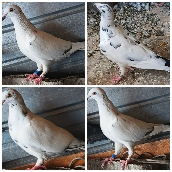 Porumbeii voiajori