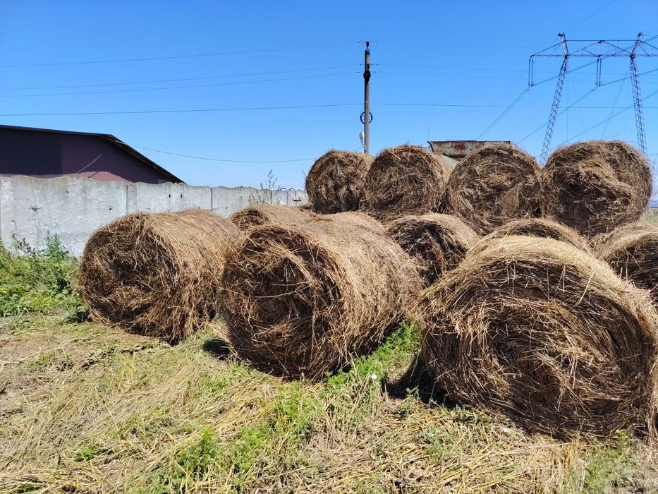 Baloți lucernă cu fân 250 Bucati disponibile