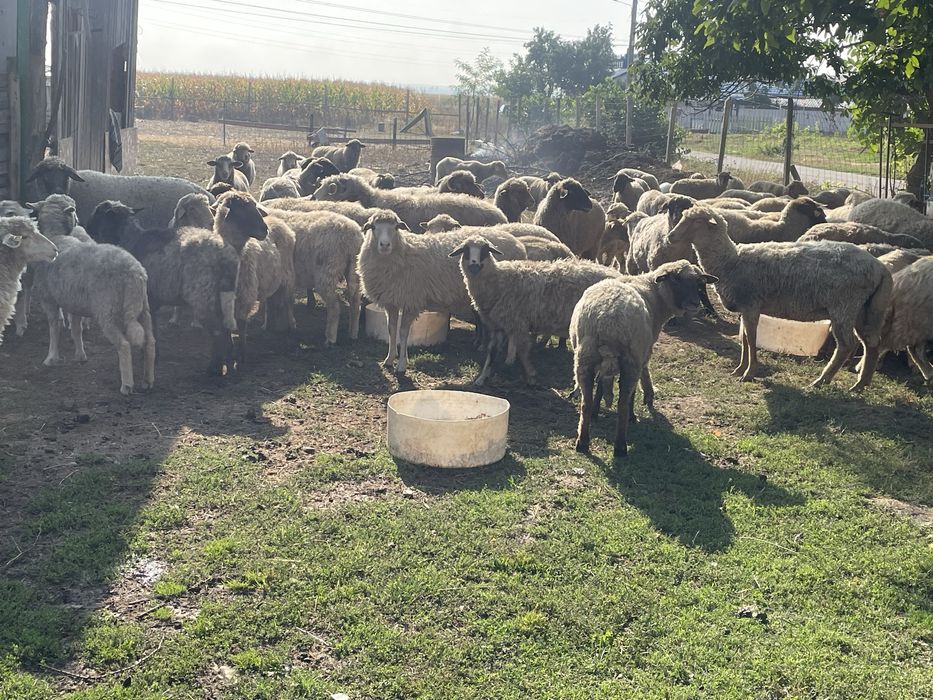 Vand oi tinere gestante