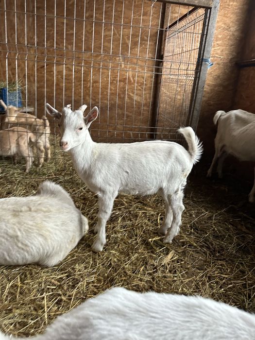 Tapusori saanen diferite varsta