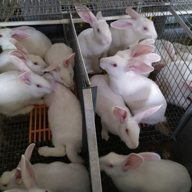 Xikol quyonlar sotiladi