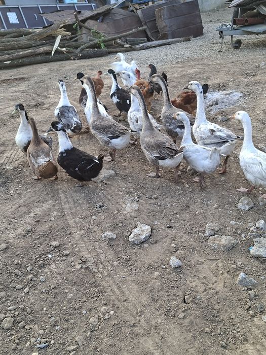 Vând rațe gâște  rate