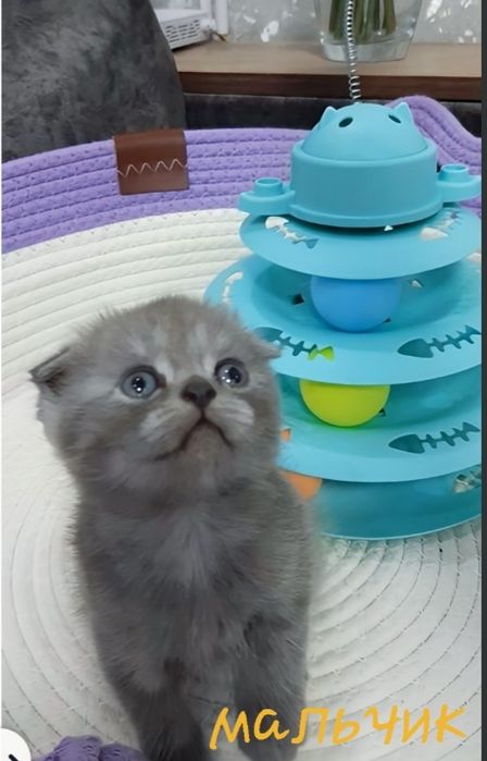 Готовятся к продаже чистокровные шотландские вислоухие котятки