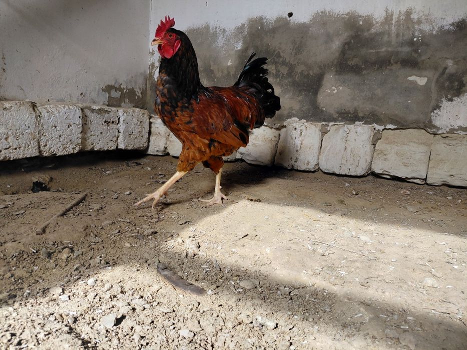 Атеш сатылады!!!