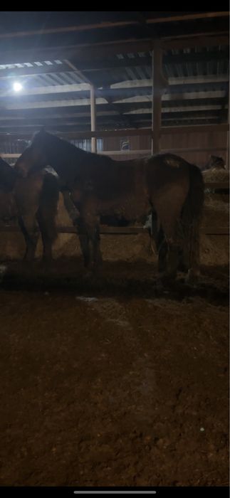 Жеребец полутяж 4 года