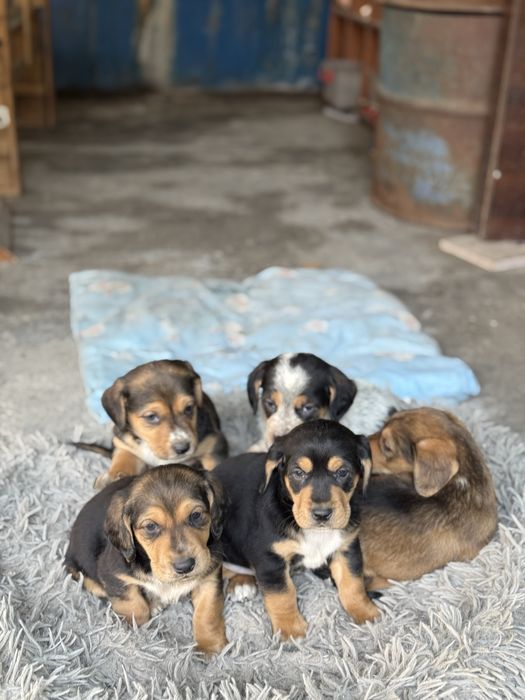 Продам Бассет Хаунд