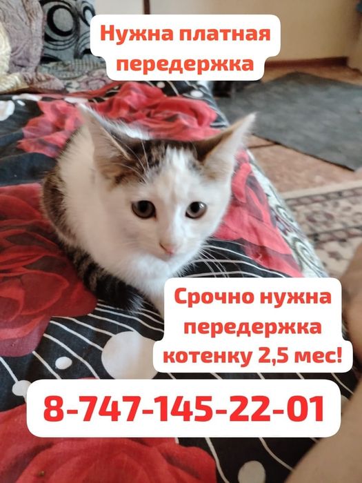 Котенок нуждается в семье