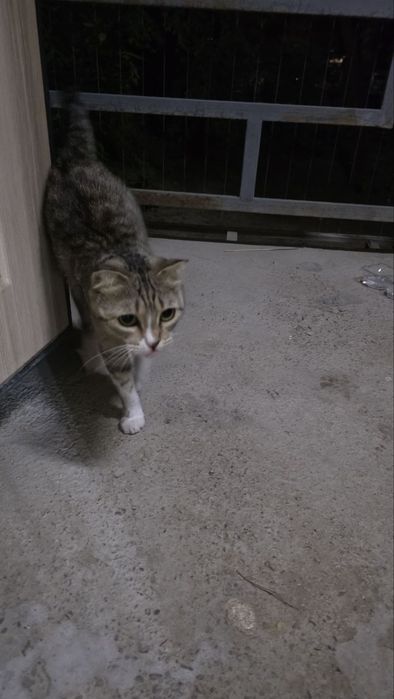 Домашняя кошка н