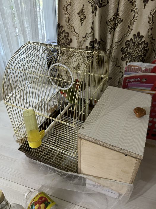 папугай не разлучники