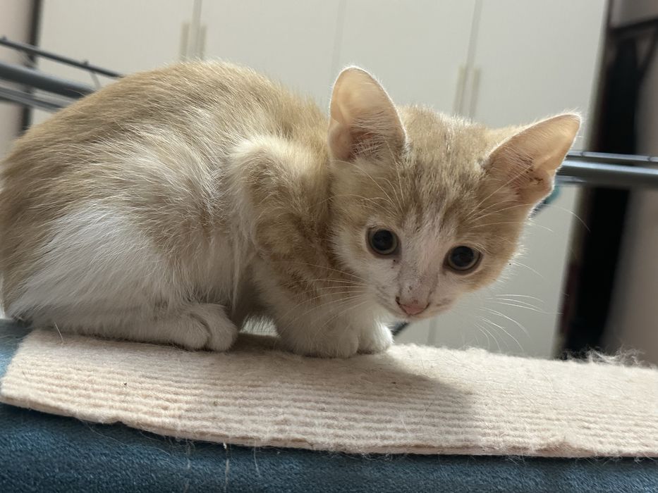 Котята ищет дом