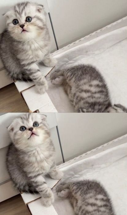 Шотландские вислоушки